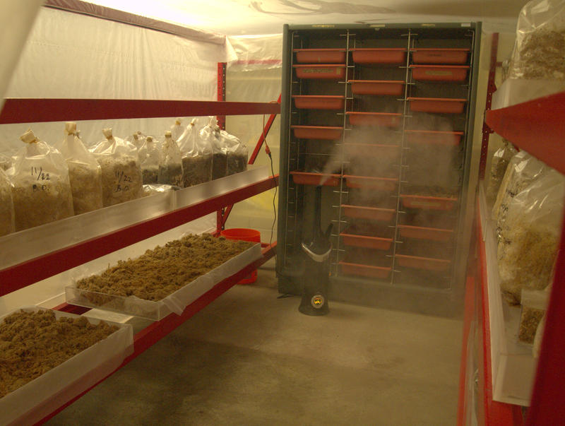 he growing room is a plastic tent with a humidifier pumping out moisture. Plastic containers contain straw from agricultural waste, which have been inoculated with mycelium to make wood-like planks and sheets.